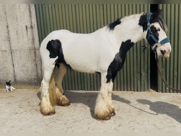 Cob Stute 4 Jahre 140 cm Schecke in Sligo
