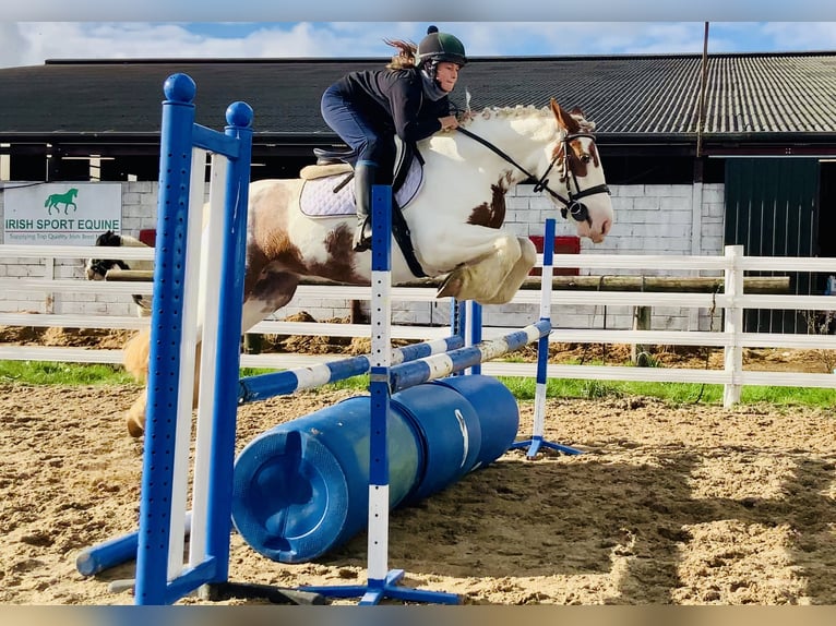 Cob Stute 4 Jahre 145 cm Schecke in Mountrath
