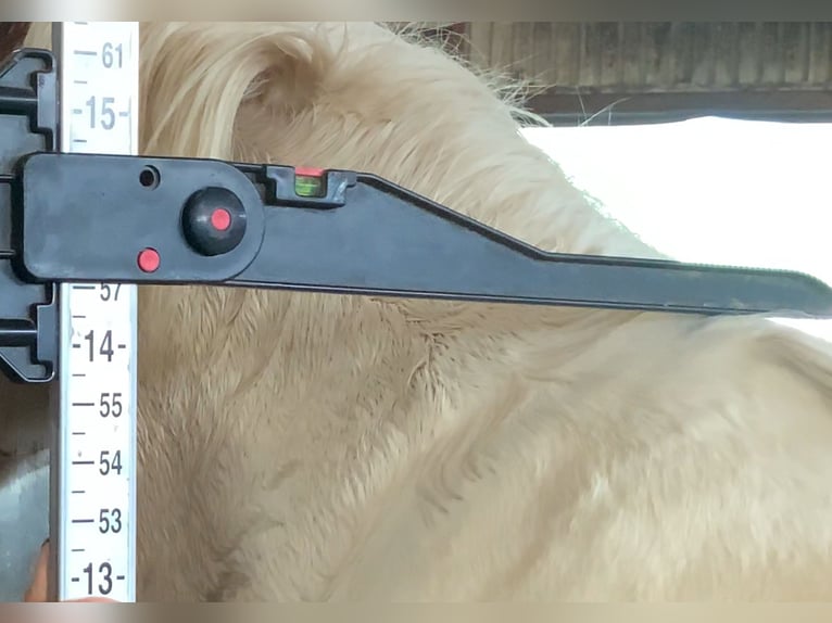 Cob Stute 4 Jahre 145 cm Schecke in Mountrath