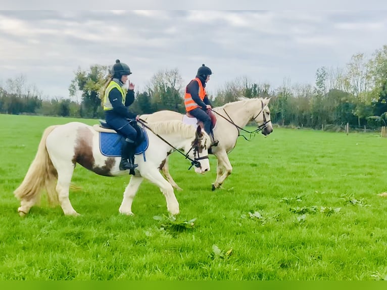 Cob Stute 4 Jahre 145 cm Schecke in Mountrath