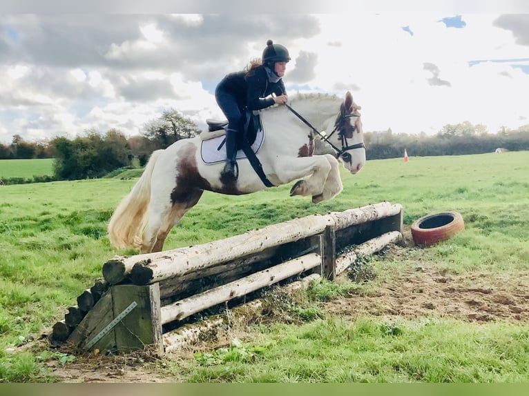 Cob Stute 4 Jahre 145 cm Schecke in Mountrath