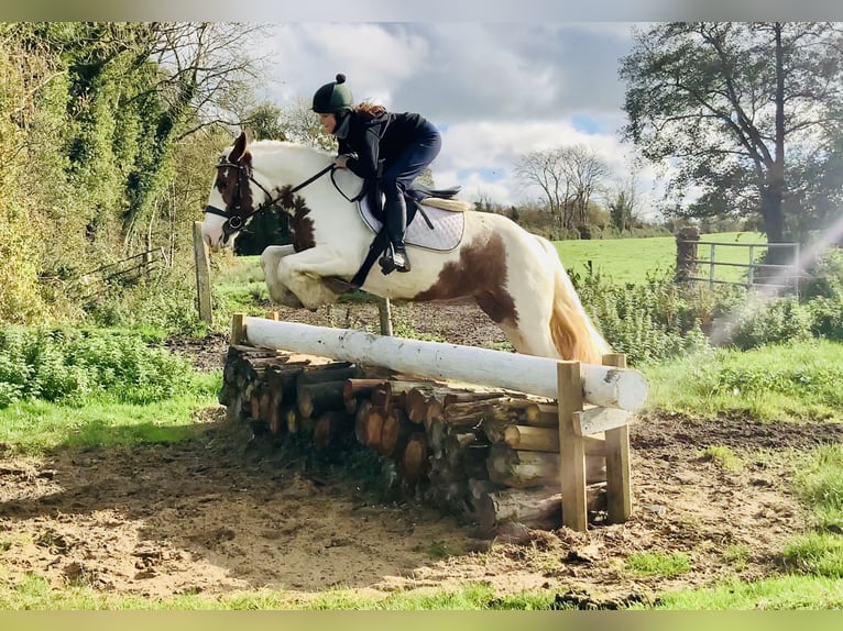 Cob Stute 4 Jahre 145 cm Schecke in Mountrath