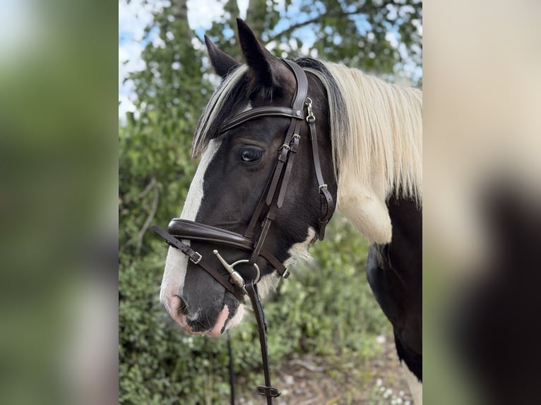 Cob Mix Stute 4 Jahre 147 cm Tobiano-alle-Farben in Trebbin