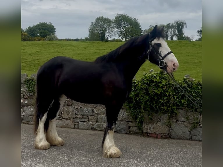 Cob Stute 4 Jahre 148 cm Rappe in Newry
