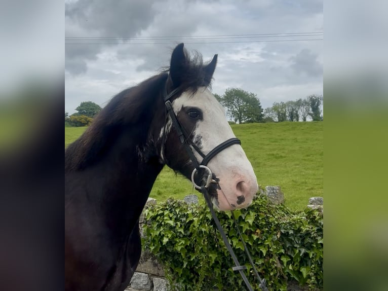 Cob Stute 4 Jahre 148 cm Rappe in Newry