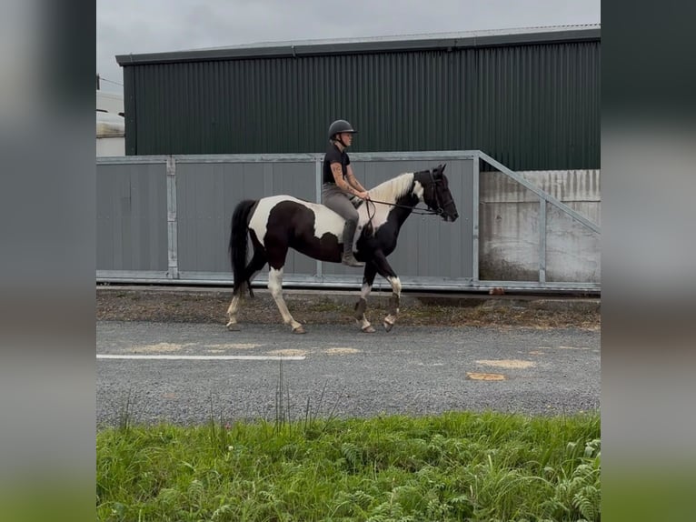 Cob Stute 4 Jahre 156 cm Schecke in Sligo