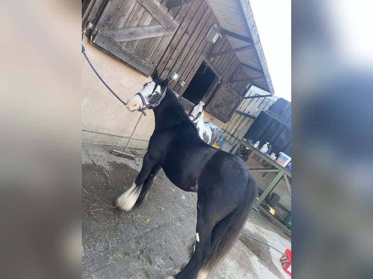 Cob Stute 5 Jahre 122 cm Dunkelbrauner in Kingstone