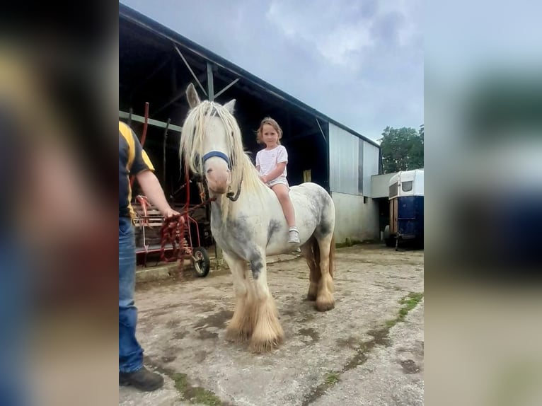 Cob Stute 5 Jahre 135 cm Blauschimmel in Sligo