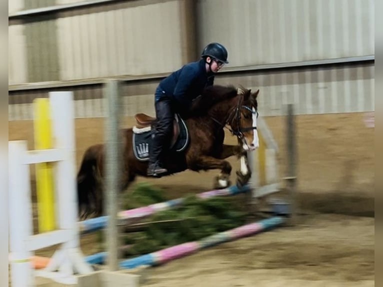 Cob Stute 5 Jahre 137 cm Dunkelfuchs in Sligo