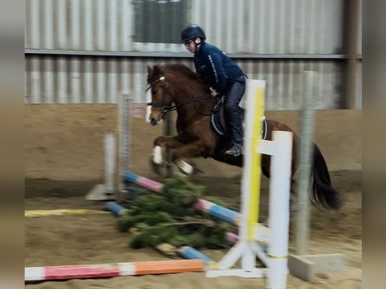 Cob Stute 5 Jahre 137 cm Dunkelfuchs in Sligo