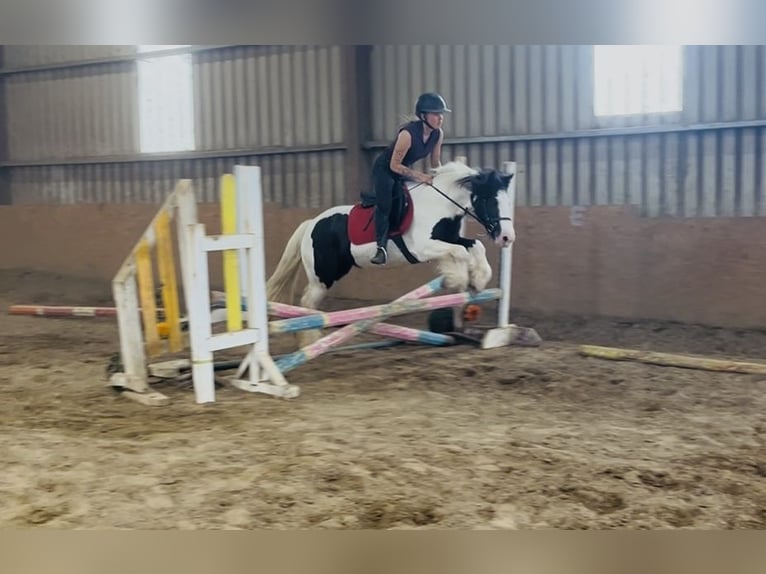 Cob Stute 5 Jahre 138 cm Schecke in Sligo