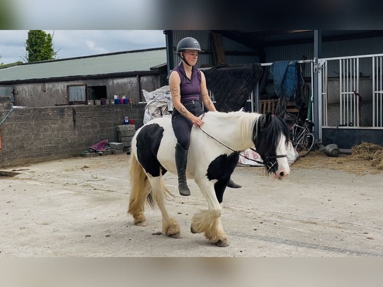 Cob Stute 5 Jahre 138 cm Schecke in Sligo