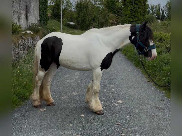 Cob Stute 5 Jahre 138 cm Schecke in Sligo