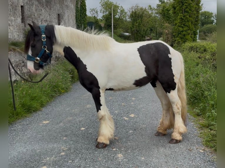 Cob Stute 5 Jahre 138 cm Schecke in Sligo