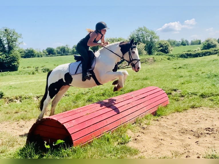 Cob Stute 5 Jahre 138 cm Schecke in Mountrath