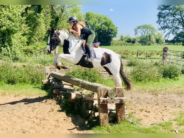 Cob Stute 5 Jahre 138 cm Schecke in Mountrath