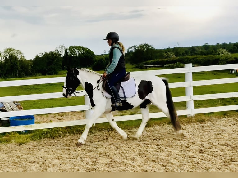 Cob Stute 5 Jahre 138 cm Schecke in Mountrath