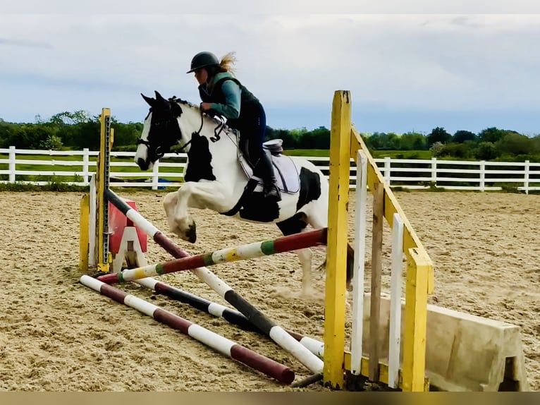 Cob Stute 5 Jahre 138 cm Schecke in Mountrath