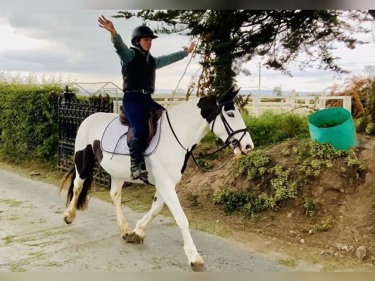 Cob Stute 5 Jahre 138 cm Schecke in Mountrath