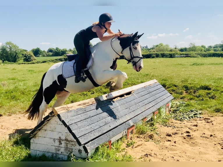 Cob Stute 5 Jahre 138 cm Schecke in Mountrath