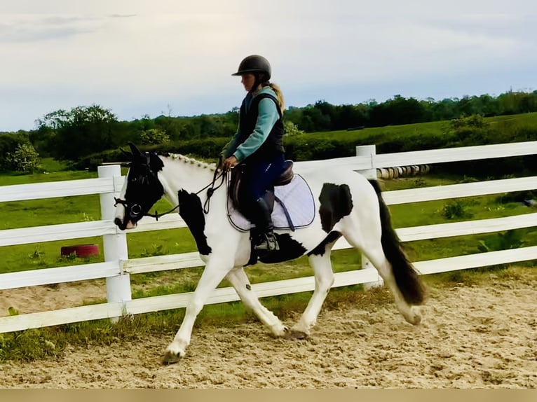 Cob Stute 5 Jahre 138 cm Schecke in Mountrath