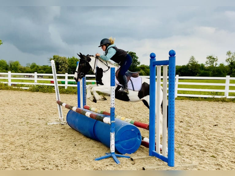 Cob Stute 5 Jahre 138 cm Schecke in Mountrath