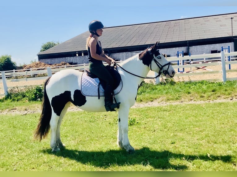 Cob Stute 5 Jahre 138 cm Schecke in Mountrath