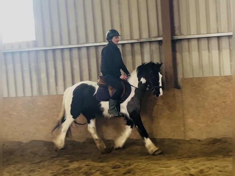 Cob Stute 5 Jahre 143 cm Schecke in Sligo