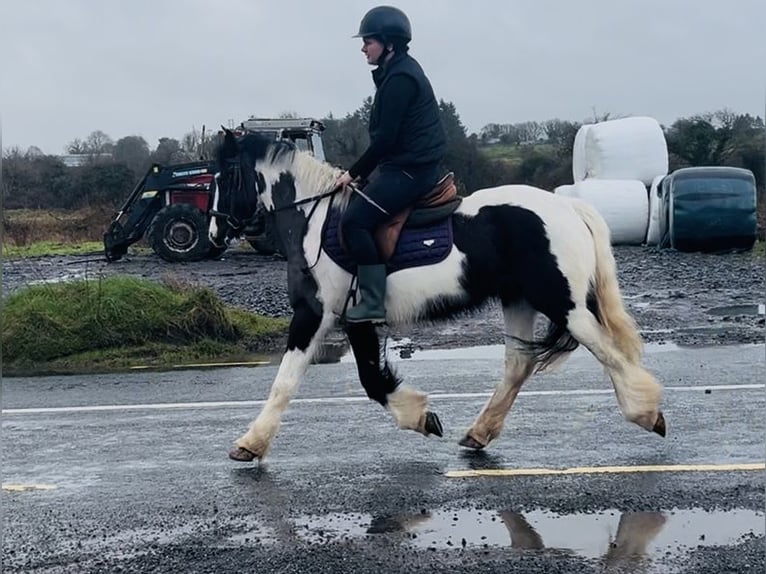 Cob Stute 5 Jahre 143 cm Schecke in Sligo