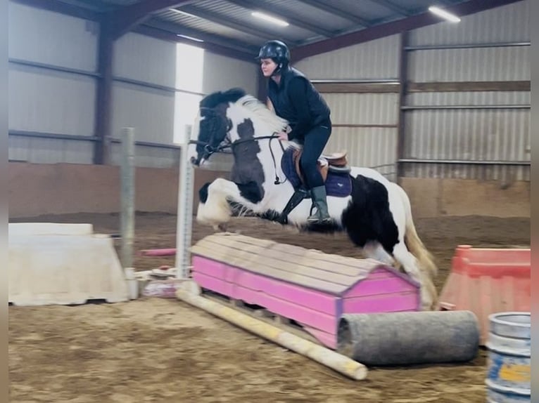 Cob Stute 5 Jahre 143 cm Schecke in Sligo