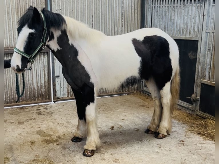 Cob Stute 5 Jahre 143 cm Schecke in Sligo