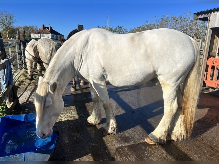 Cob Stute 5 Jahre 150 cm Cremello in Bridgwater, Somerset