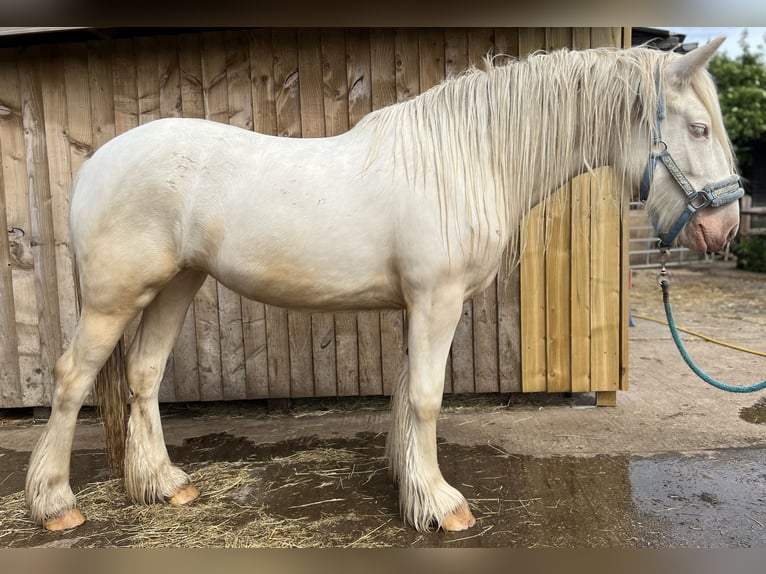 Cob Stute 5 Jahre 150 cm Cremello in Bridgwater, Somerset