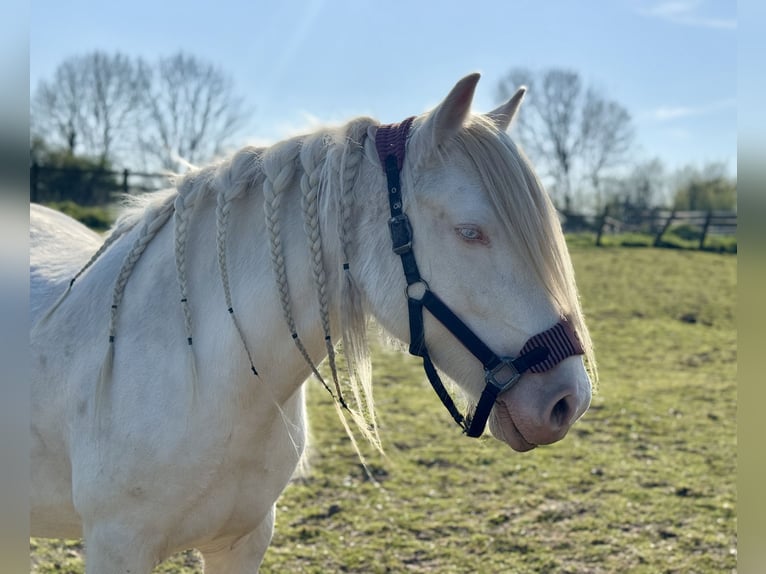 Cob Stute 5 Jahre 150 cm Cremello in Bridgwater, Somerset