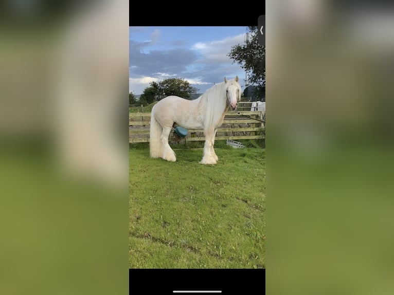 Cob Stute 5 Jahre 150 cm Cremello in Bridgwater, Somerset