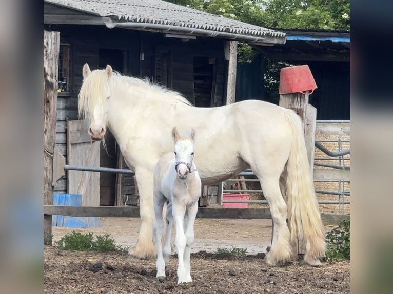 Cob Stute 5 Jahre 150 cm Cremello in Bridgwater, Somerset