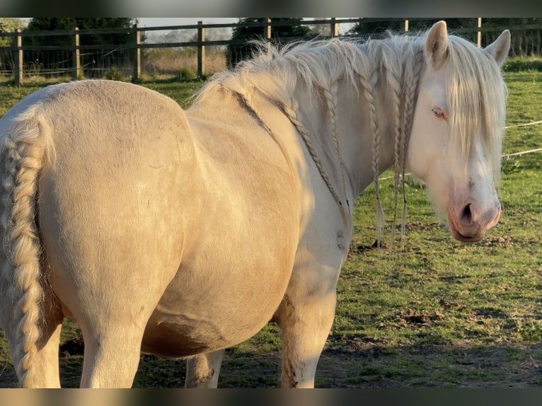 Cob Stute 5 Jahre 150 cm Cremello in Bridgwater, Somerset