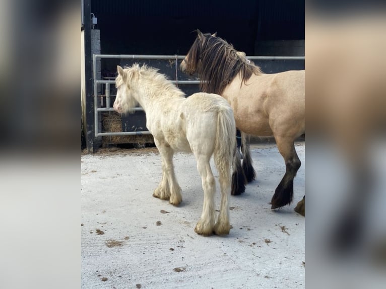 Cob Stute 5 Jahre 150 cm Cremello in Bridgwater, Somerset