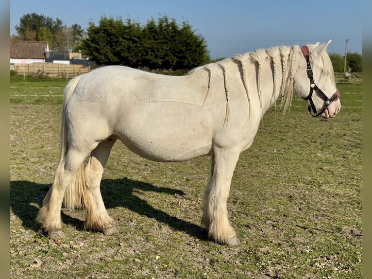 Cob Stute 5 Jahre 150 cm Cremello in Bridgwater, Somerset