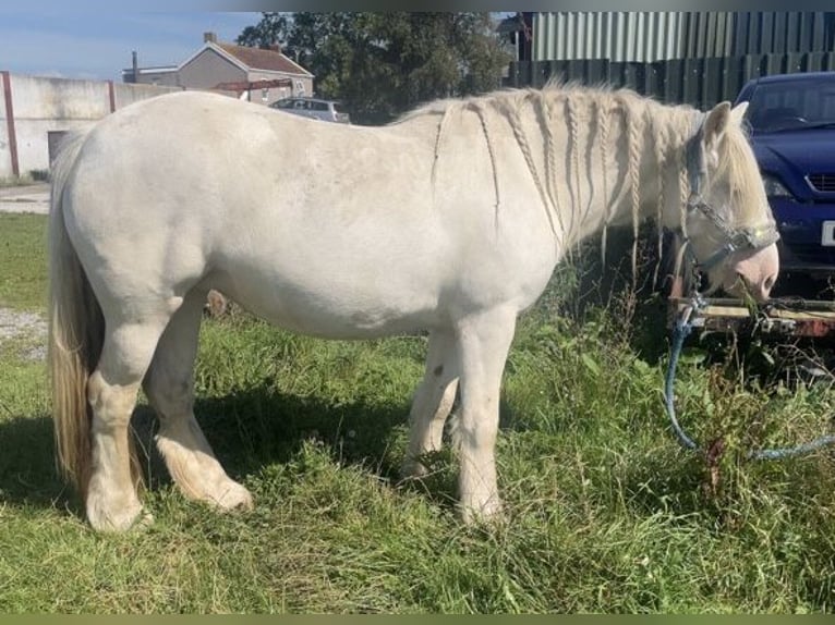 Cob Stute 5 Jahre 150 cm Cremello in Bridgwater, Somerset