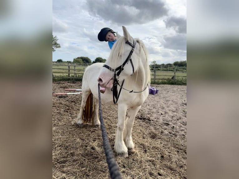 Cob Stute 5 Jahre 150 cm Cremello in Bridgwater, Somerset