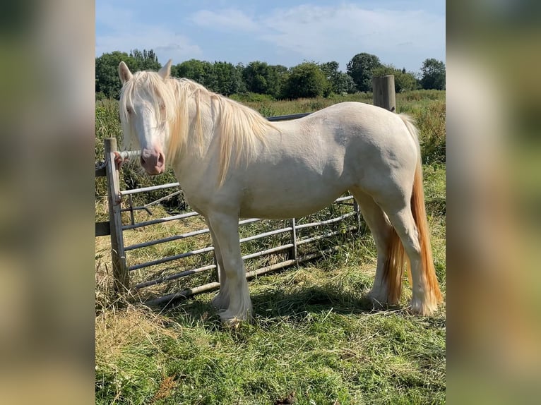 Cob Stute 5 Jahre 150 cm Cremello in Bridgwater, Somerset