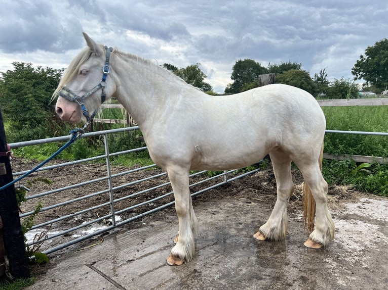 Cob Stute 5 Jahre 150 cm Cremello in Bridgwater, Somerset