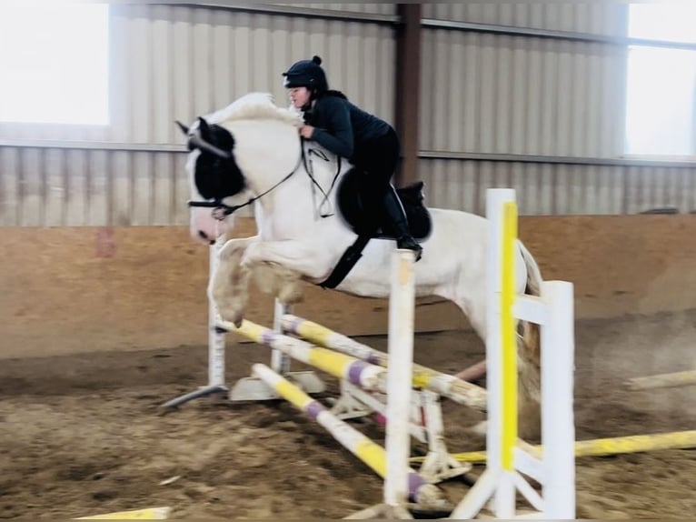 Cob Stute 5 Jahre 153 cm Schecke in Sligo