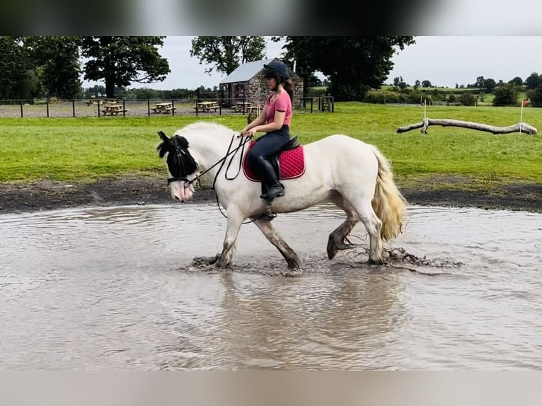 Cob Stute 5 Jahre 153 cm Schecke in Sligo