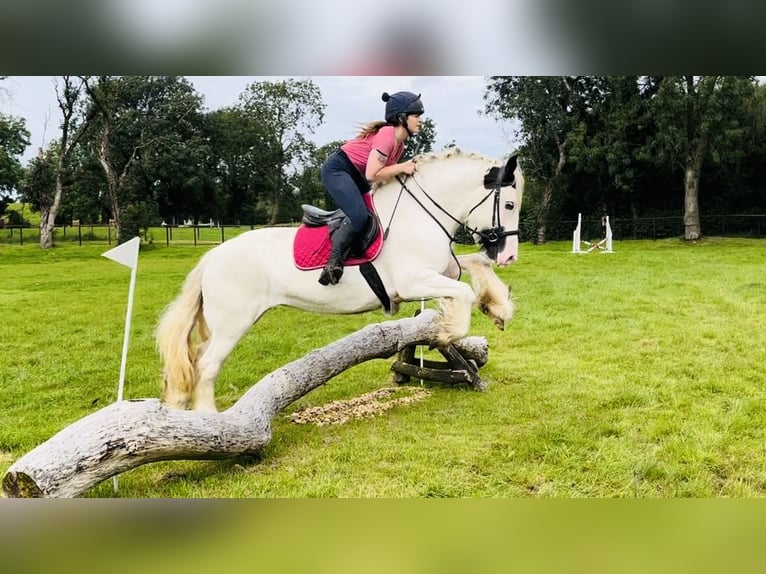 Cob Stute 5 Jahre 153 cm Schecke in Sligo