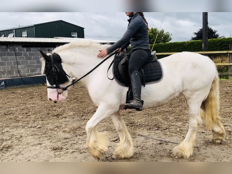 Cob Stute 5 Jahre 153 cm Schecke in Sligo