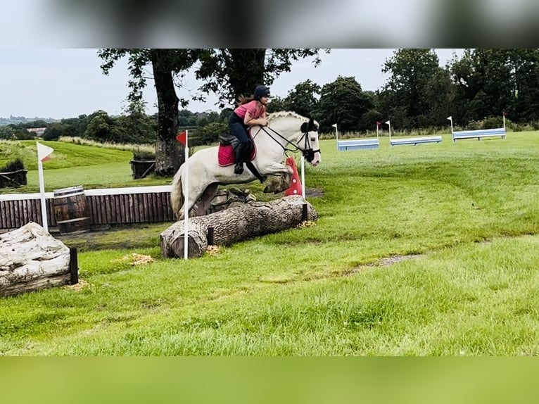 Cob Stute 5 Jahre 153 cm Schecke in Sligo