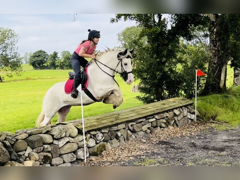 Cob Stute 5 Jahre 153 cm Schecke in Sligo