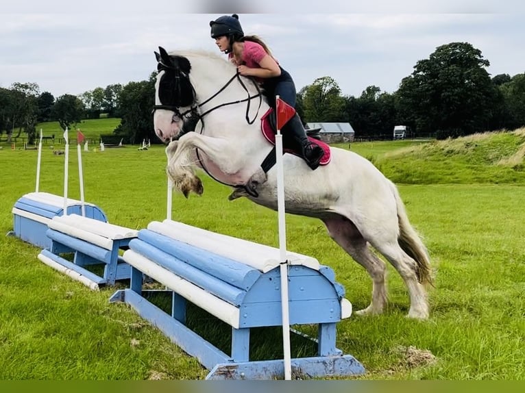Cob Stute 5 Jahre 153 cm Schecke in Sligo